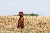 SETTER IRLANDAIS 019